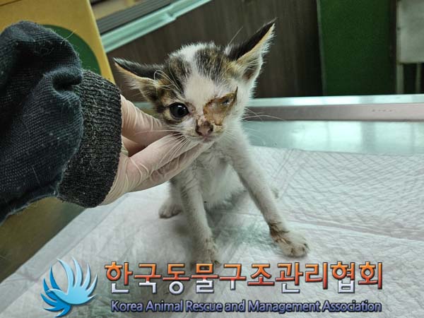 한국동물구조관리협회_441409202401061